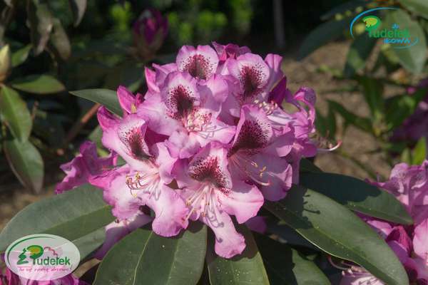 Rhododendron Durantik